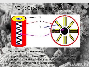 Схематичное строение вируса: 1 - сердцевина (ДНК или РНК); 2 - белковая оболочка