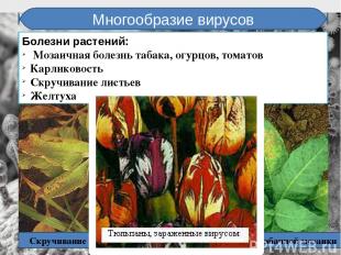 Многообразие вирусов Болезни растений: Мозаичная болезнь табака, огурцов, томато
