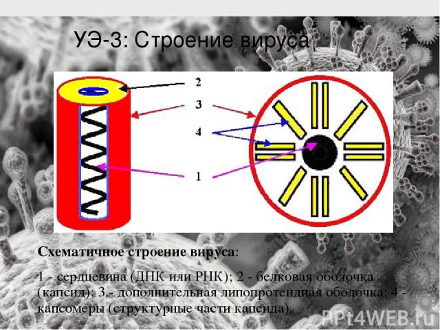 Схематичное строение вируса: 1 - сердцевина (ДНК или РНК); 2 - белковая оболочка (капсид); 3 - дополнительная липопротеидная оболочка; 4 - капсомеры (структурные части капсида). УЭ-3: Строение вируса