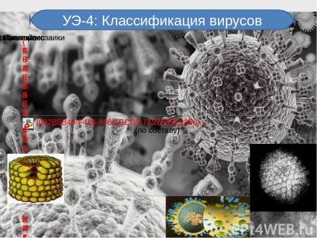 УЭ-4: Классификация вирусов