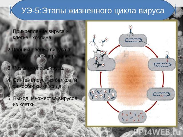 УЭ-5:Этапы жизненного цикла вируса Прикрепление вируса к клетке –хозяина. 2.Проникновение вируса в клетку – инфицирование. 3. Размножение вируса. 4. Синтез вирусных белков и самосборка капсида. 5. Выход множества вирусов из клетки.