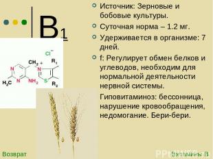 В1 Источник: Зерновые и бобовые культуры. Суточная норма – 1.2 мг. Удерживается