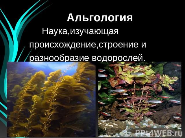 Альгология Наука,изучающая происхождение,строение и разнообразие водорослей.