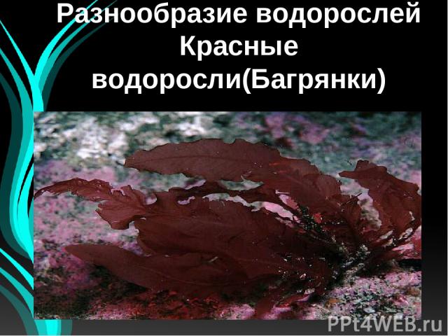 Разнообразие водорослей Красные водоросли(Багрянки)