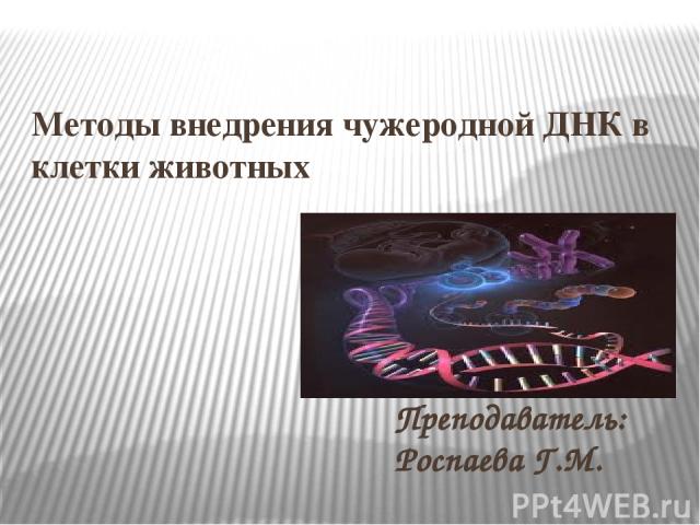 Методы внедрения чужеродной ДНК в клетки животных Преподаватель: Роспаева Г.М.