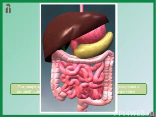 Пищеварение Пищеварение в ротовой полости Пищеварение в желудке Пищеварение в ки