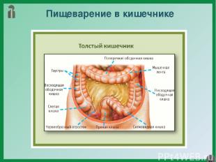 Пищеварение в кишечнике Полужидкая пищевая кашица из желудка отдельными порциями