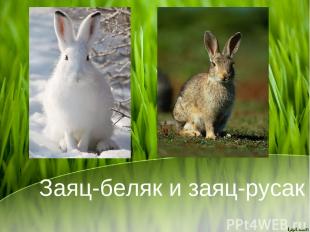 Заяц-беляк и заяц-русак
