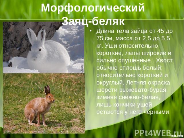 Длина тела зайца от 45 до 75 см, масса от 2,5 до 5,5 кг. Уши относительно короткие, лапы широкие и сильно опушенные.  Хвост обычно сплошь белый; относительно короткий и округлый. Летняя окраска шерсти рыжевато-бурая, зимняя снежно-белая, лишь кончик…