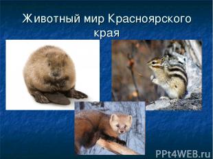 Животный мир Красноярского края