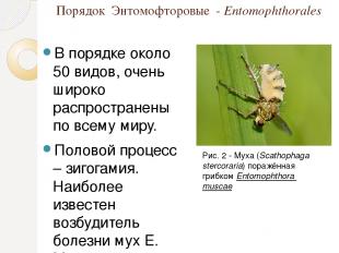 Порядок Энтомофторовые  - Entomophthorales В порядке около 50 видов, очень широк