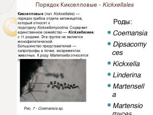 Порядок Кикселловые - Kickxellales Роды: Coemansia Dipsacomyces Kickxella Linder