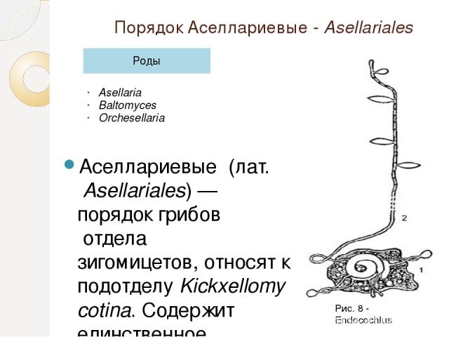 Порядок Аселлариевые - Asellariales Аселлариевые  (лат. Asellariales) — порядок грибов отдела  зигомицетов, относят к подотделу Kickxellomycotina. Содержит единственное семейство Asellariaceae с тремя родами и 14 видами.  Бесполое размножение  осуще…