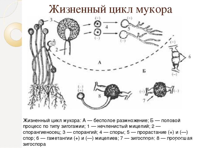 Жизненный цикл мукора Жизненный цикл мукора: А — бесполое размножение; Б — половой процесс по типу зигогамии; 1 — нечленистый мицелий; 2 — спорангиеносец; 3 — спорангий; 4 — споры; 5 — прорастание (+) и (—) спор; 6 — гаметангии (+) и (—) мицелиев; 7…