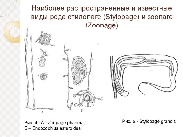 Наиболее распространенные и известные виды рода стилопаге (Stylopage) и зоопаге (Zoopage) Рис. 4 - A - Zoopage phanera; Б – Endocochlus asteroides Рис. 5 - Stylopage grandis
