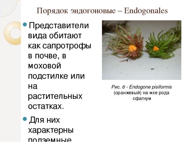 Порядок эндогоновые – Endogonales Представители вида обитают как сапротрофы в почве, в моховой подстилке или на растительных остатках. Для них характерны подземные плодовые тела или спорокарпы. Они образуются в результате сплетения гиф мицелия и пре…