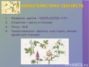 Формула цветка : Ч(5)Л3+(2)Т(9) +1П1 Соцветие – кисть и головка Плод – боб Предс