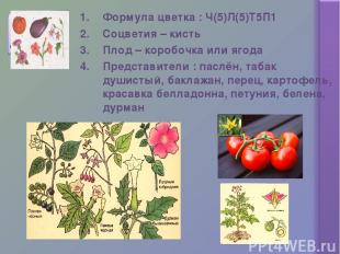 Формула цветка : Ч(5)Л(5)Т5П1 Соцветия – кисть Плод – коробочка или ягода Предст