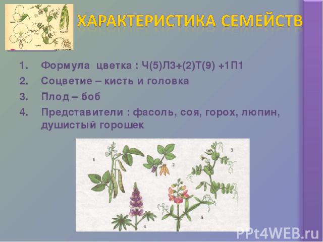 Формула цветка : Ч(5)Л3+(2)Т(9) +1П1 Соцветие – кисть и головка Плод – боб Представители : фасоль, соя, горох, люпин, душистый горошек