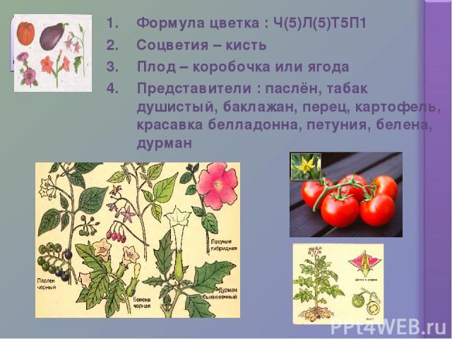 Формула цветка : Ч(5)Л(5)Т5П1 Соцветия – кисть Плод – коробочка или ягода Представители : паслён, табак душистый, баклажан, перец, картофель, красавка белладонна, петуния, белена, дурман
