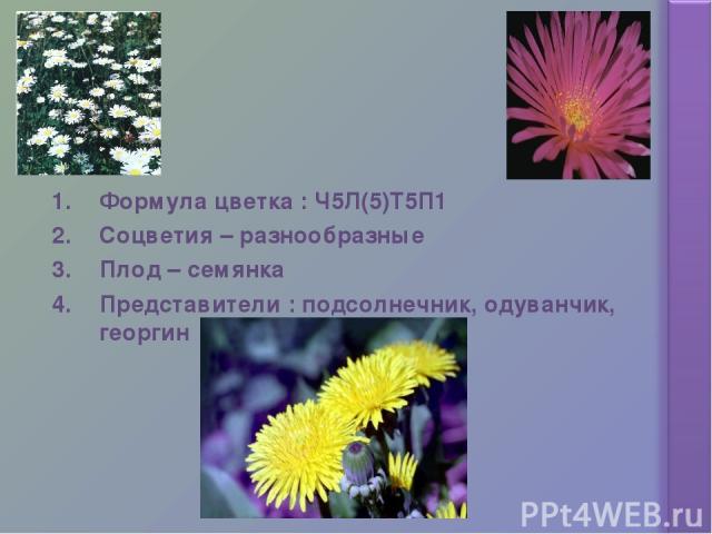 Формула цветка : Ч5Л(5)Т5П1 Соцветия – разнообразные Плод – семянка Представители : подсолнечник, одуванчик, георгин
