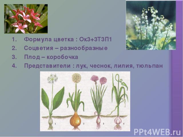 Формула цветка : Ок3+3Т3П1 Соцветия – разнообразные Плод – коробочка Представители : лук, чеснок, лилия, тюльпан