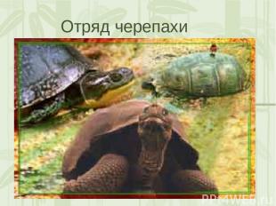 Отряд черепахи