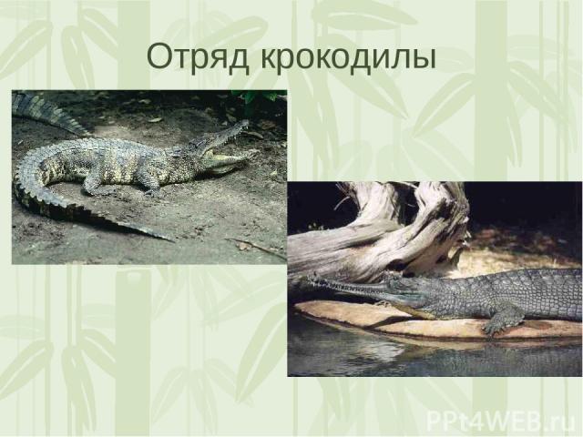 Отряд крокодилы