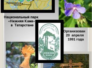 Площадь 26601 га Организован 20 апреля 1991 года Национальный парк «Нижняя Кама»