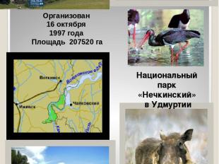 Национальный парк «Нечкинский» в Удмуртии Организован 16 октября 1997 года Площа
