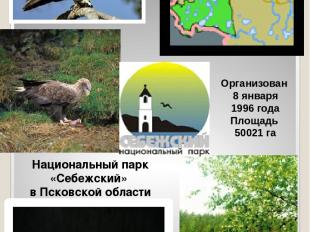 Национальный парк «Себежский» в Псковской области Организован 8 января 1996 года