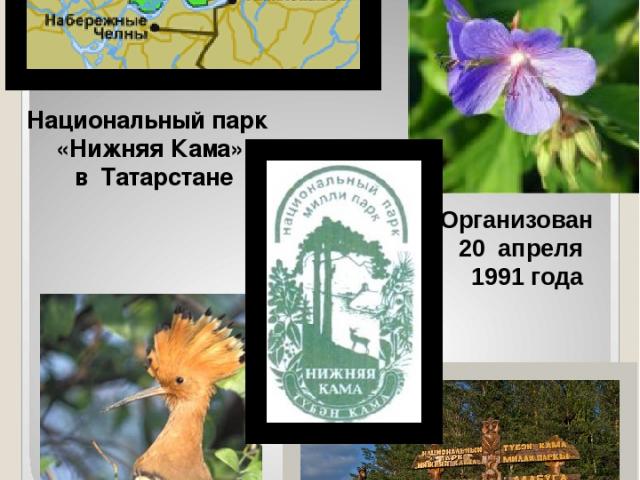 Площадь 26601 га Организован 20 апреля 1991 года Национальный парк «Нижняя Кама» в Татарстане