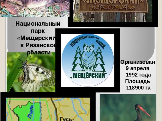 Национальный парк «Мещерский» в Рязанской области Организован 9 апреля 1992 года Площадь 118900 га
