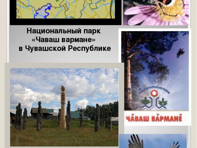 Организован 20 июня 1993 года Площадь 25200 га Национальный парк «Чаваш вармане» в Чувашской Республике