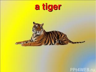 a tiger