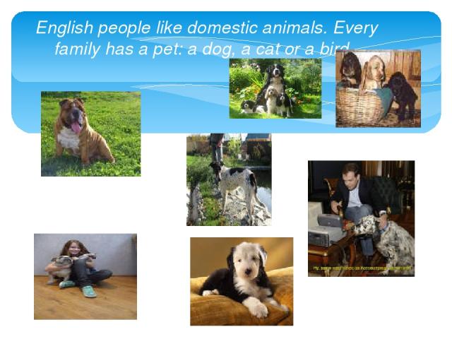 English people like domestic animals. Every family has a pet: a dog, a cat or a bird.
