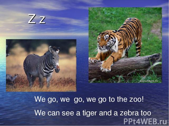 Z z We go, we go, we go to the zoo! We can see a tiger and a zebra too
