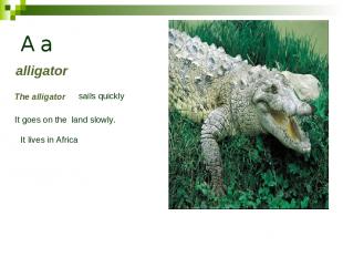 A a alligator The alligator sails quickly It goes on the land slowly. It lives i