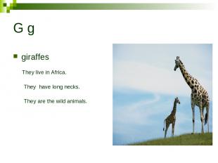 G g giraffes They live in Africa. They have long necks. They are the wild animal
