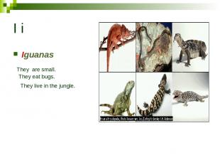 I i Iguanas They are small. They eat bugs. They live in the jungle.