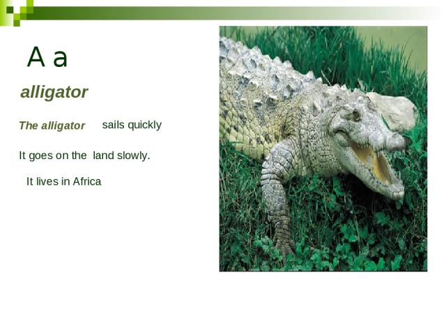 A a alligator The alligator sails quickly It goes on the land slowly. It lives in Africa