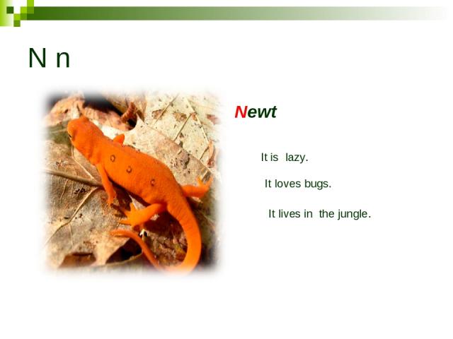 N n Newt It is lazy. It loves bugs. It lives in the jungle.