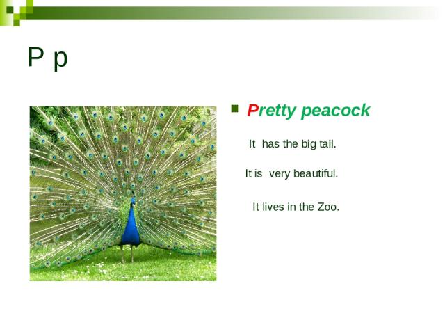 P p Pretty peacock It has the big tail. It is very beautiful. It lives in the Zoo.