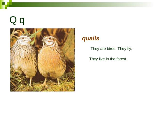 Q q quails They are birds. They fly. They live in the forest.