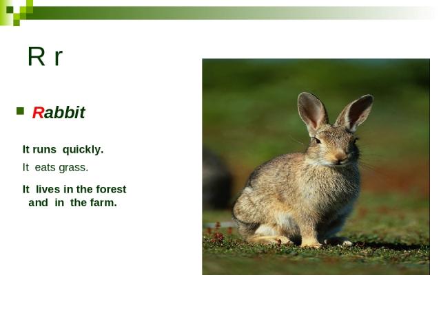 R r Rabbit It runs quickly. It eats grass. It lives in the forest and in the farm.