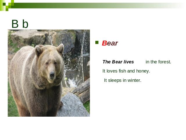 B b Bear The Bear lives in the forest. It loves fish аnd honey. It sleeps in winter.