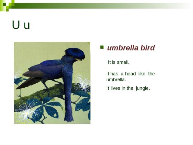 U u umbrella bird It is small. It has a head like the umbrella. It lives in the jungle.