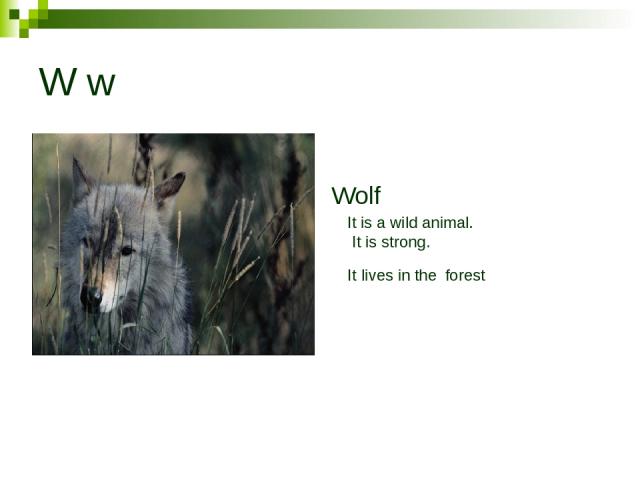 W w Wolf It is a wild animal. It is strong. It lives in the forest