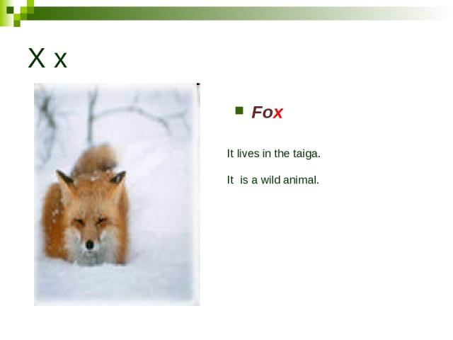 X x Fox It lives in the taiga. It is a wild animal.