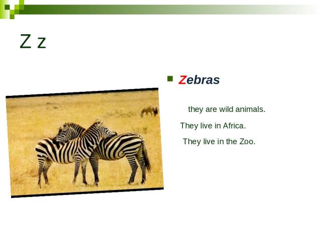 Z z Zebras they are wild animals. They live in Africa. They live in the Zoo.